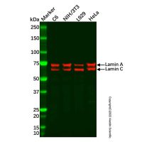 Recombinant Lamin A + Lamin C Antibody，ExactAb™, Validated, 重组, 0.2 mg/mL，阿拉丁