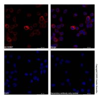 Goat Anti-Human IgG (AF647),ExactAb™, 已验证, Ex:650nm, Em:668nm, 1.0 mg/mL,阿拉丁