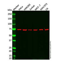 Grp75 Mouse mAb,阿拉丁