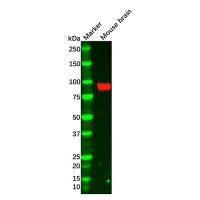 Recombinant PSD95 Antibody，ExactAb™, Validated, 重组, High performance, 0.4 mg/mL，阿拉丁