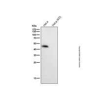 Recombinant HDAC3 Antibody，ExactAb™, Validated, 重组, 0.5 mg/mL，阿拉丁
