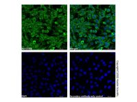 Glucose Transporter GLUT1 Antibody，ExactAb™, Validated, Carrier Free, High performance, Lot by Lot，阿拉丁