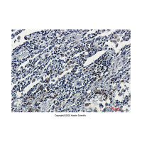 Recombinant ATF6 Antibody，ExactAb™, Validated, 重组, 0.6 mg/mL，阿拉丁