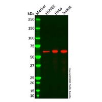 Recombinant MAdCAM1 Antibody，ExactAb™, Validated, 重组, 1.51 mg/mL，阿拉丁