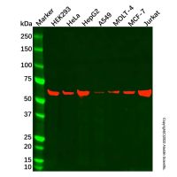 Hsp60 Mouse mAb,Validated, High performance, Carrier Free, Azide Free, ≥95%(SDS-PAGE), 1.0 mg/mL,阿拉丁