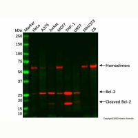Recombinant Bcl-2 Antibody，重组, ExactAb™, Validated, Lot by Lot，阿拉丁