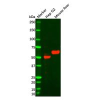 Recombinant FOXA2 Antibody，ExactAb™, Validated, 重组, 1.5 mg/mL，阿拉丁