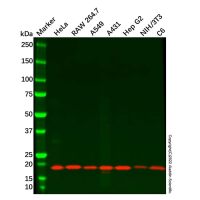 Recombinant NDUFB8 Antibody，ExactAb™, Validated, 重组, 0.4 mg/mL，阿拉丁