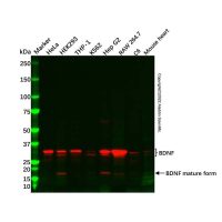 BDNF Antibody，ExactAb™, Validated, 1.0 mg/mL，阿拉丁