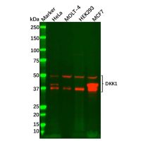 Recombinant DKK1 Antibody，重组, ExactAb™, 已验证, Lot by Lot，阿拉丁