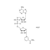 β-烟酰胺腺嘌呤二核苷酸（NAD）；Moligand™, 无动物源, 低内毒素, 用于细胞培养, ≥98%；53-84-9；阿拉丁