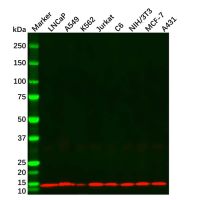 Histone H4 Mouse mAb，ExactAb™, Validated, Carrier Free, Azide Free, High performance, 1.0 mg/mL，阿拉丁