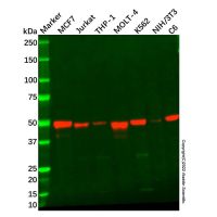 Recombinant IRF1 Antibody，ExactAb™, Validated, 重组, 1.0 mg/mL，阿拉丁