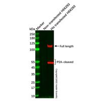 Recombinant His tag Antibody,ExactAb™, Validated, Recombinant, 0.5mg/mL,阿拉丁