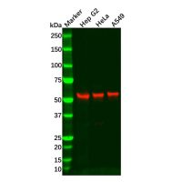 Recombinant DFNA5/GSDME Antibody，ExactAb™, Validated, 重组, 0.6 mg/mL，阿拉丁