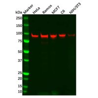 Recombinant SP1 Antibody,ExactAb™, Validated, 重组, 1.0 mg/mL,阿拉丁