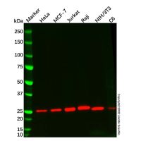 Bcl-2 Mouse mAb，ExactAb™, Validated, Carrier Free, Azide Free, High performance, 1.0 mg/mL，阿拉丁
