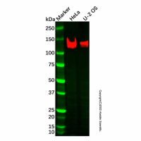 Recombinant Axl Antibody，ExactAb™, Validated, Recombinant, 0.6 mg/mL，阿拉丁