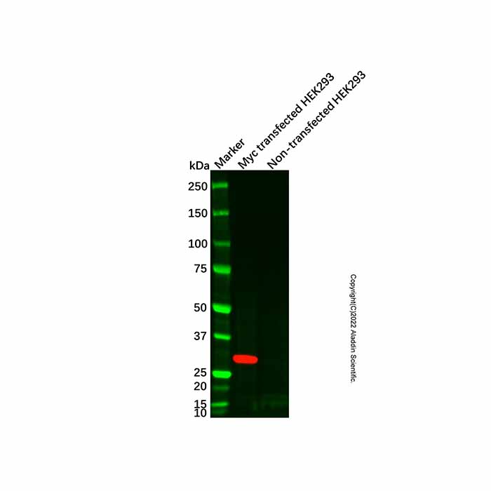 Myc tag Mouse mAb，ExactAb™, Validated, Carrier Free, Azide Free, High performance, ≥95%(SDS-PAGE), 1.0 mg/mL，阿拉丁