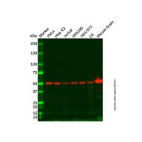 Recombinant alpha Tubulin Antibody；阿拉丁重组, ExactAb™, 已验证, 高性能, 见COA；阿拉丁