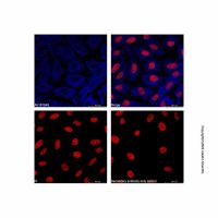 Goat Anti-Mouse IgG H&L (AF405),已验证, Ex:401nm, Em:422nm, 1.0 mg/mL,阿拉丁