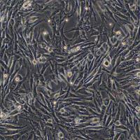 仓鼠肾成纤维细胞；BHK-21(种属鉴定)