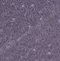 鸡胚胎成纤维细胞；UMNSAH/DF-1(种属鉴定)