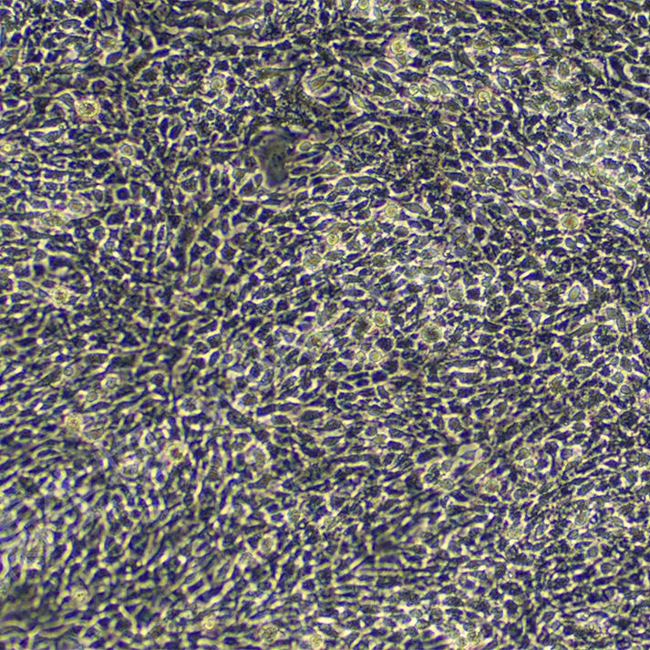 中国仓鼠肺细胞；CHL(种属鉴定)