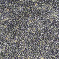 中国仓鼠肺细胞；CHL(种属鉴定)