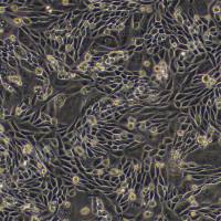 中国仓鼠卵巢细胞；CHO(种属鉴定)