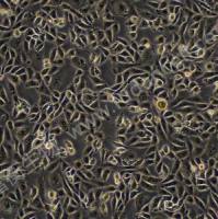 中国仓鼠卵巢细胞;CHO-K1(种属鉴定)