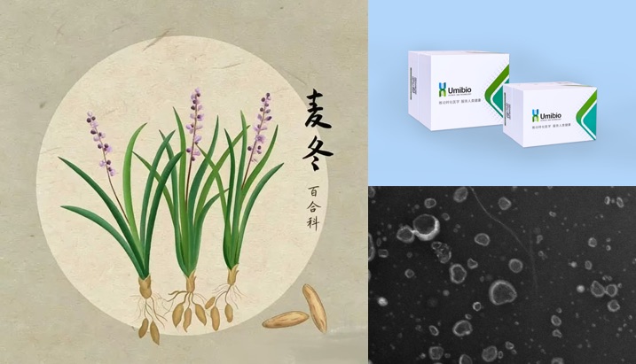 干货：麦冬外泌体提取图解（内附视频）