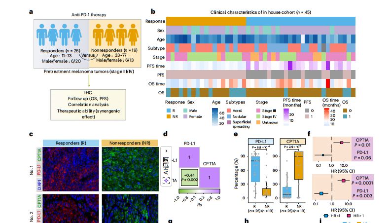 琥珀酰化专题|Nature Genetics（2024IF：30.800，JCR Q1）解读：PD-L1 琥珀酰化修饰调控黑色素瘤抗肿瘤免疫应答