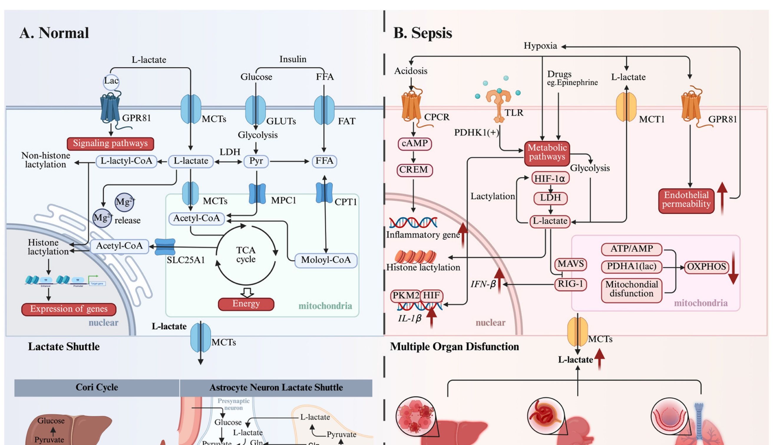 乳酸化专题|International Journal of Biological Sciences解读：乳酸代谢重编程与组蛋白乳酸化修饰在脓毒症中的作用