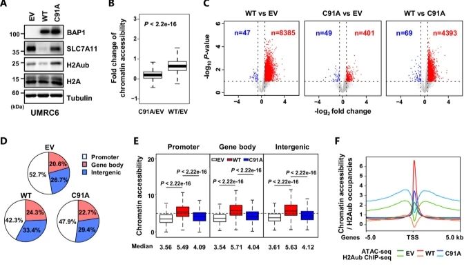 去泛素化专题|Cell Death &amp; Differentiation解读：通过H2A单泛素化对ACSL4的表观遗传调控将脂质代谢与BAP1介导的铁死亡联系起来