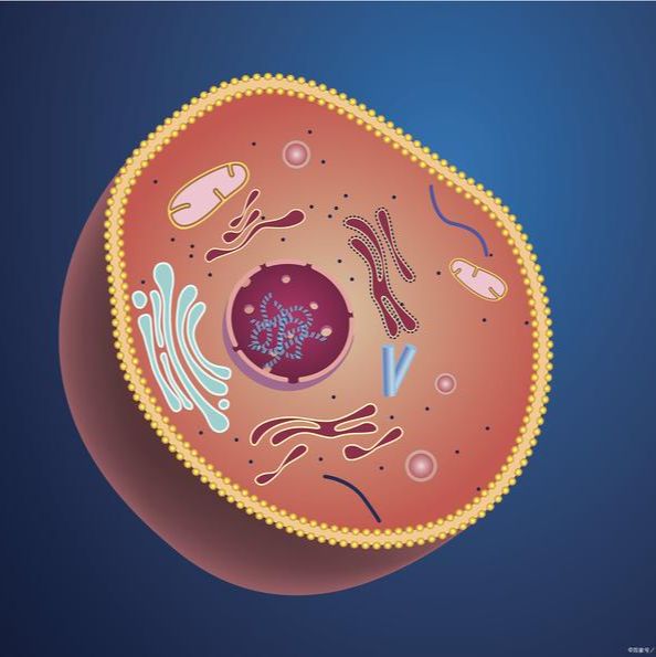 HA-CD44与cRGD-αvβ3双重靶向的脂质体实现阿霉素和雷公藤红素的协同递送