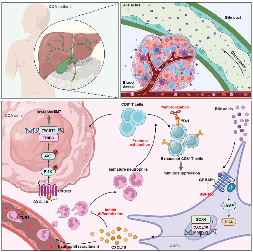 胆管癌治疗新突破：山大团队揭示免疫逃逸机制，胆汁酸受体或成新靶点
