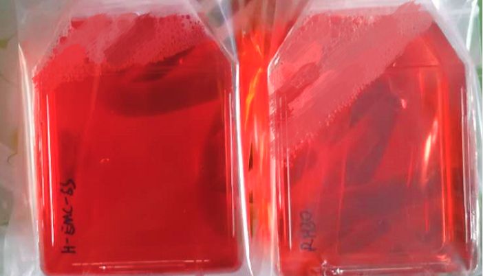 文献引用产品：SMMC7721细胞SMMC-7721细胞