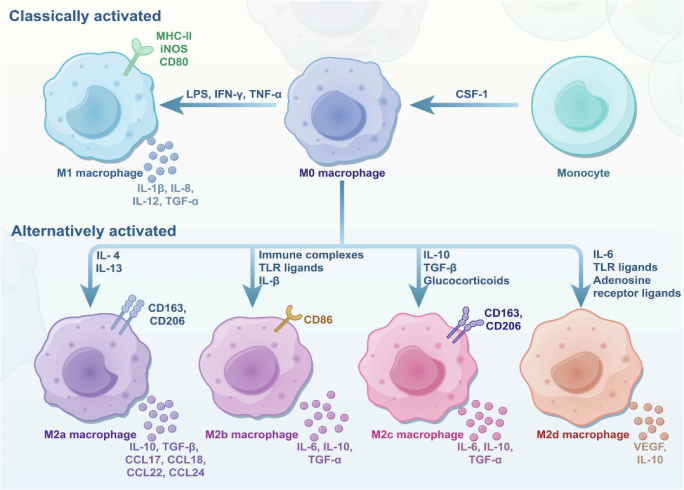 CD11b/Anti-F4/80/Monocyte 巨噬细胞磁珠分选保姆级Protocol, 手把手教你拿下高纯度细胞！