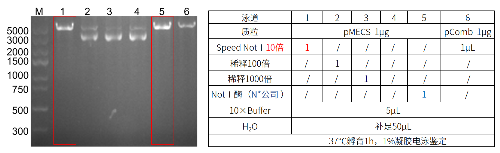 图2 限制性内切酶Speed NotI酶切鉴定图.png