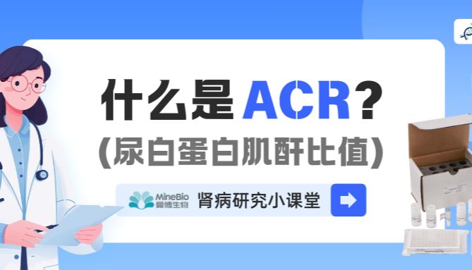 什么是尿白蛋白肌酐比值ACR？带你了解从微量白蛋白尿到精准诊断