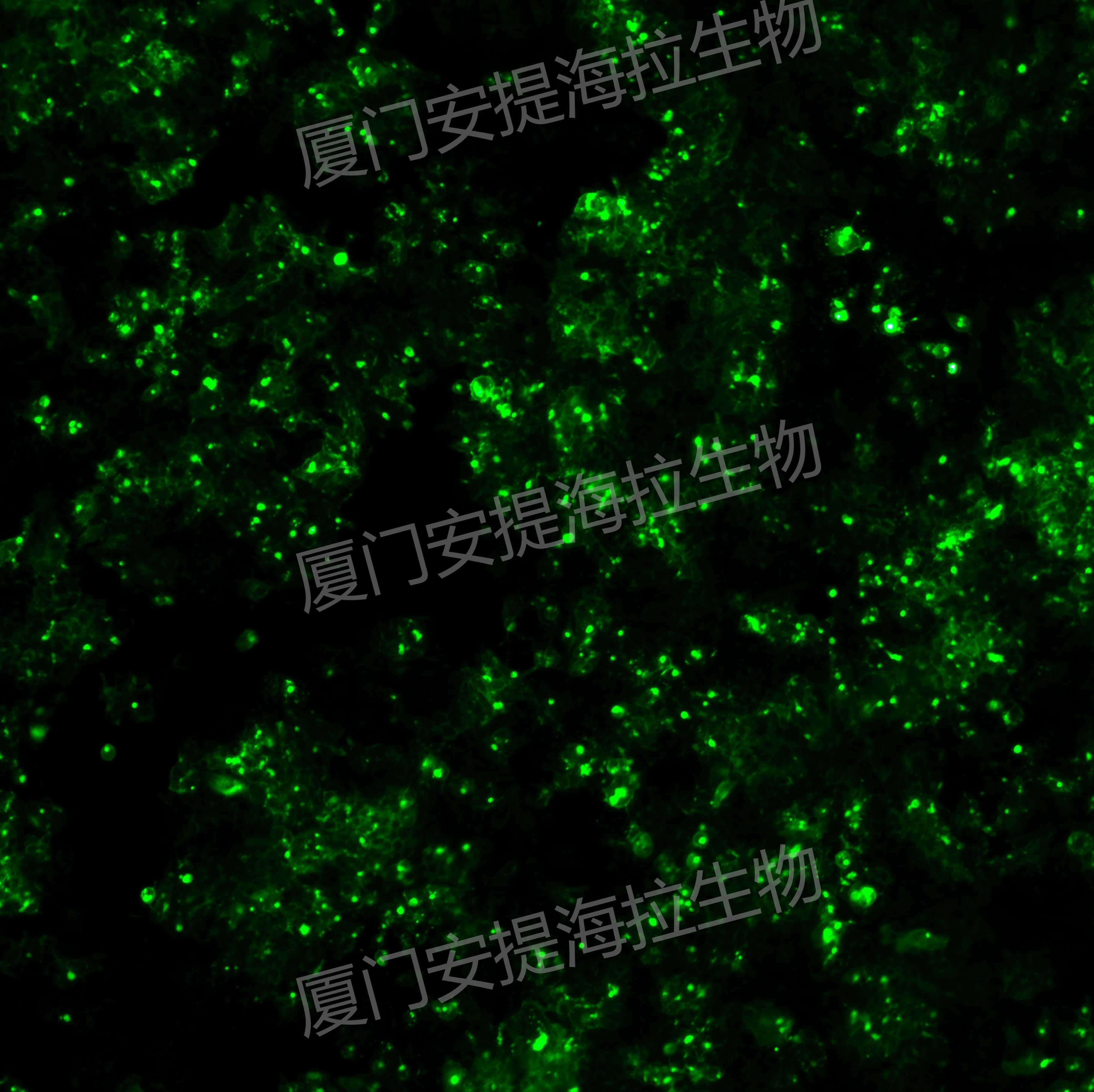 荧光标记细胞株构建