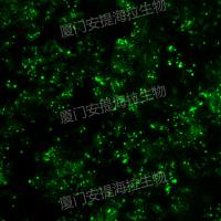 荧光标记细胞株构建