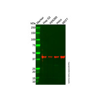 Recombinant Glutamine Synthetase Antibody，ExactAb™, Validated, 重组, 0.33 mg/mL，阿拉丁