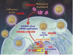 甄准热销产品——抗流感药物标准品