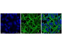 Goat Anti-Rabbit IgG H&L (Alexa Fluor® 405)，ExactAb™, 高性能, 已验证, Ex:401nm, Em:422nm, 1.0 mg/mL，阿拉丁