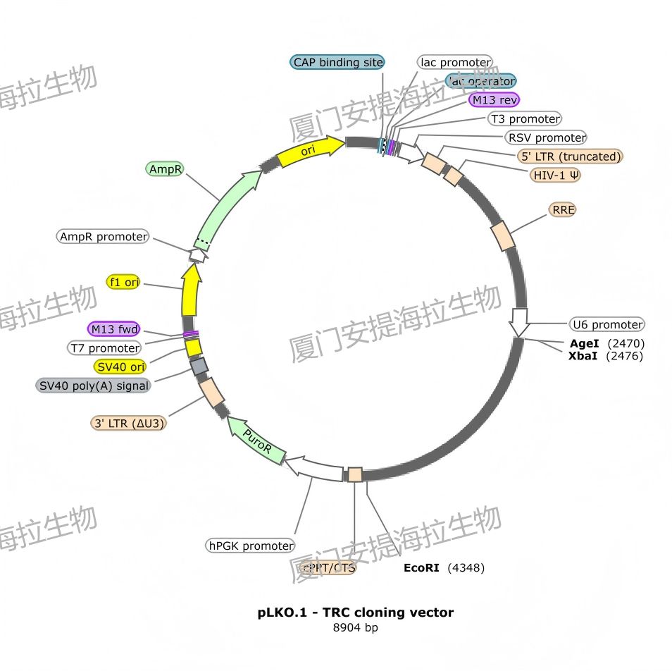 敲低稳转株构建
