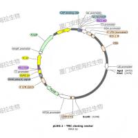 敲低稳转株构建