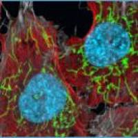 Gattaquant 标准细胞玻片/即用型荧光成像片