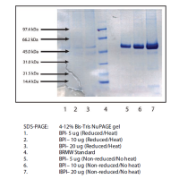 细菌/渗透性增加蛋白，人中性粒细胞(BPI,CAP57)，≥95%(SDS-PAGE), Extinction Coefficient: 1.0，阿拉丁